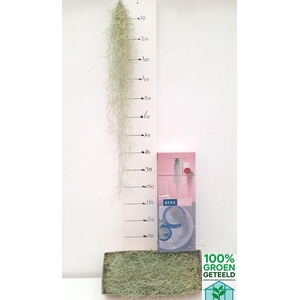TILL USNEOIDES
