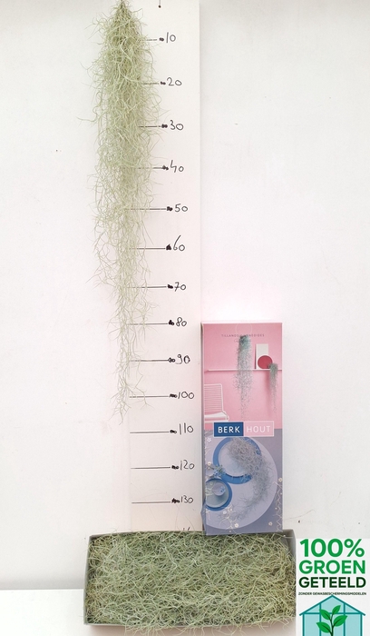 <h4>TILL USNEOIDES</h4>
