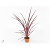 Cordyline Australis Charlie Boy - 17cm