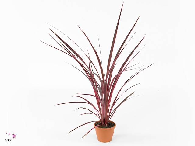 Cordyline Australis Charlie Boy - 17cm