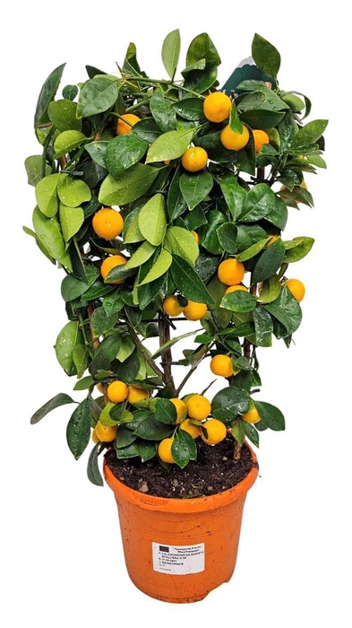 <h4>CITR MICROCARPA</h4>