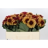 Dahlia Creme de Cognac