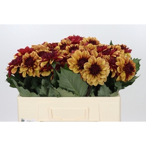 Dahlia Creme de Cognac
