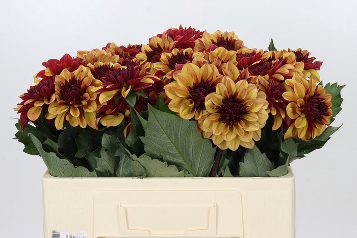 <h4>Dahlia Creme de Cognac</h4>