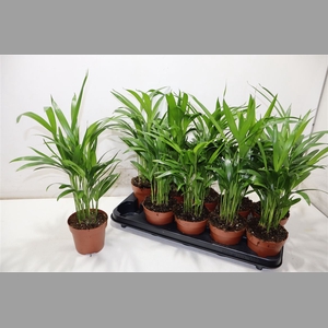 Dypsis Lutescens