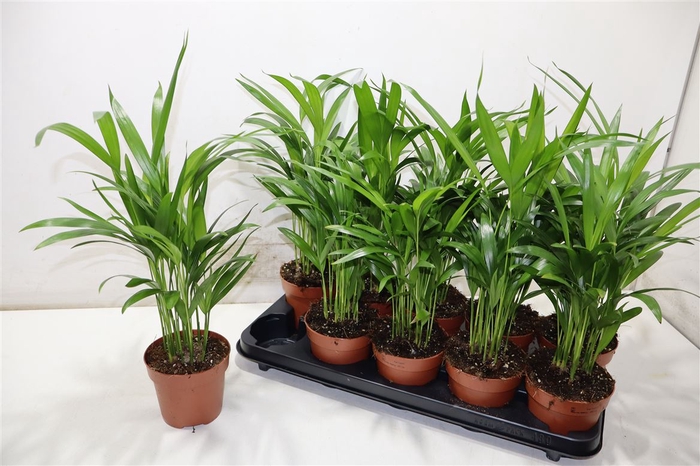 <h4>Dypsis Lutescens</h4>