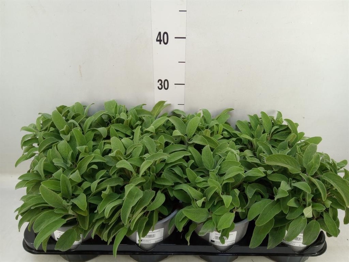 <h4>Salvia officinalis</h4>