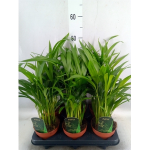 Dypsis lutescens   ...Chrysalidoca