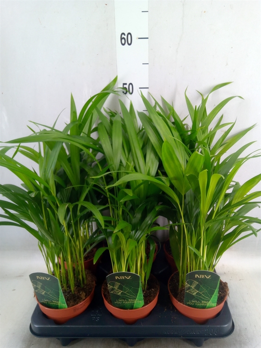 <h4>Dypsis lutescens   ...Chrysalidoca</h4>