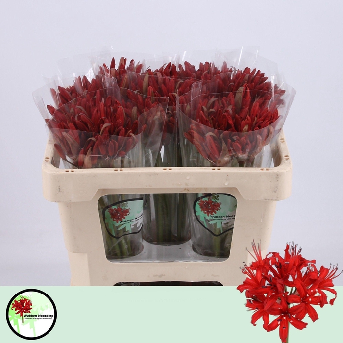 <h4>NE SA LYDIA</h4>