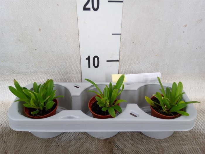 <h4>Orchideeen   ...</h4>