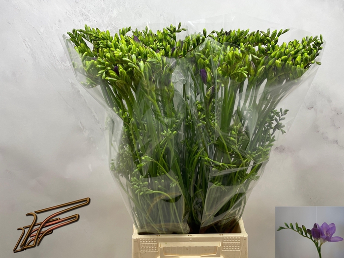 <h4>FR EN DELTA RIVER</h4>