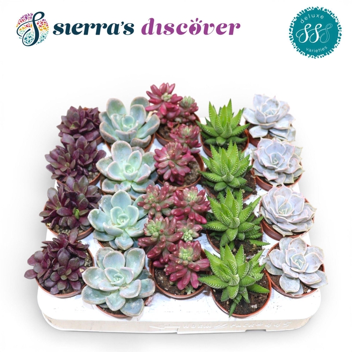<h4>Discover® - Sevilla Succulents Mix (Deluxe)</h4>