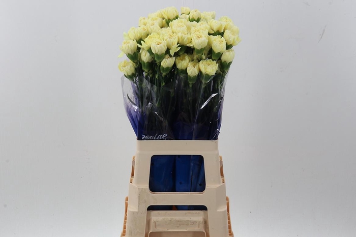 <h4>Di St Wedding hi</h4>