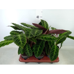 Calathea warscewiczii