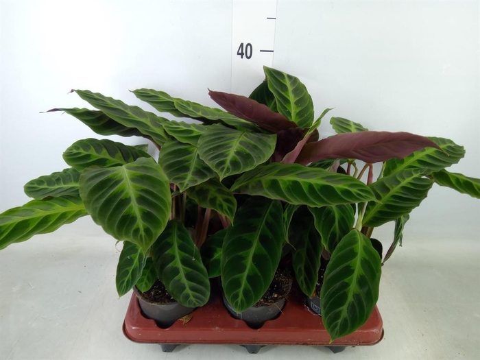 <h4>Calathea warscewiczii</h4>