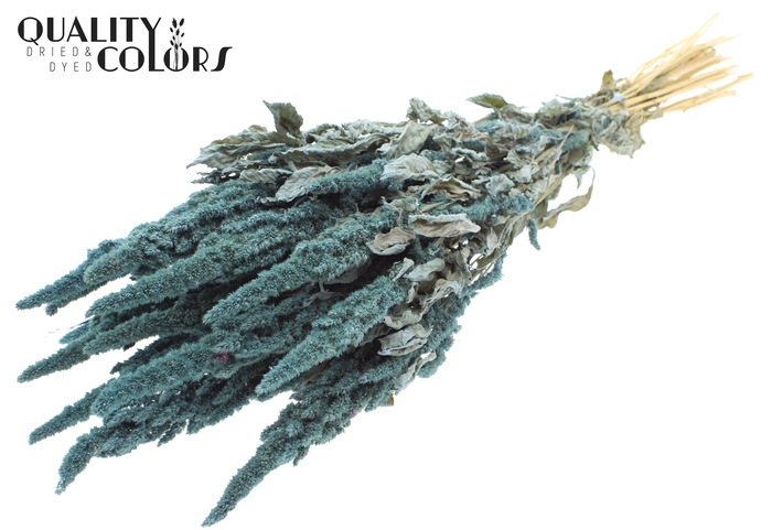 Amaranthus per bunch Frosted Light Blue