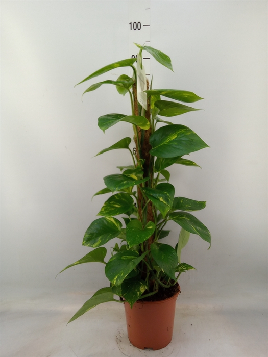 <h4>Epipremnum pinn.   ...moss stick</h4>