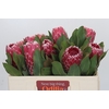 Protea Empress