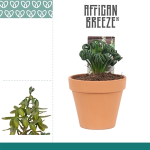 Albuca Spiralis Frizzle Sizzle in Terracotta Steen