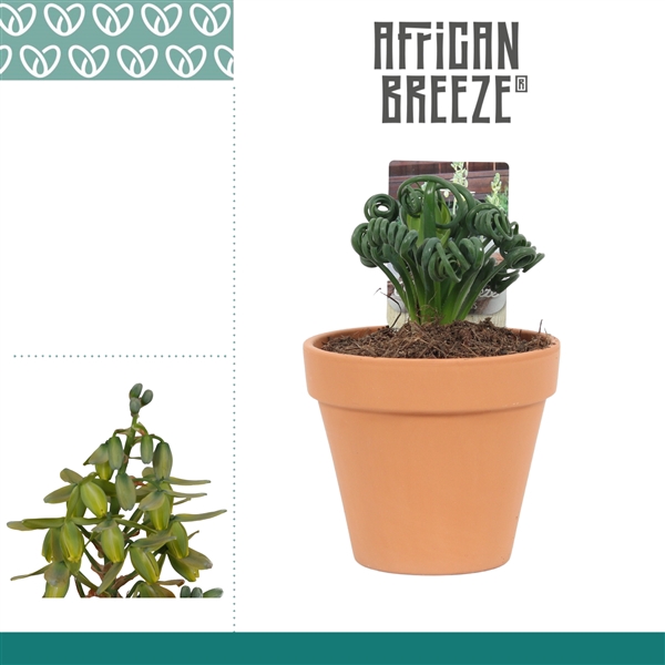 <h4>Albuca Spiralis Frizzle Sizzle in Terracotta Steen</h4>