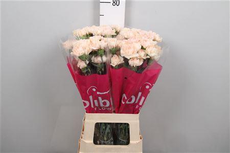 <h4>Di St Novia</h4>