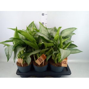 Aglaonema   ...