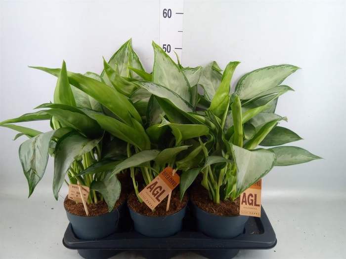 <h4>Aglaonema   ...</h4>