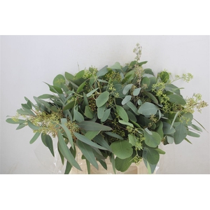 Euca Populus Berry Short 150gr P Bunch