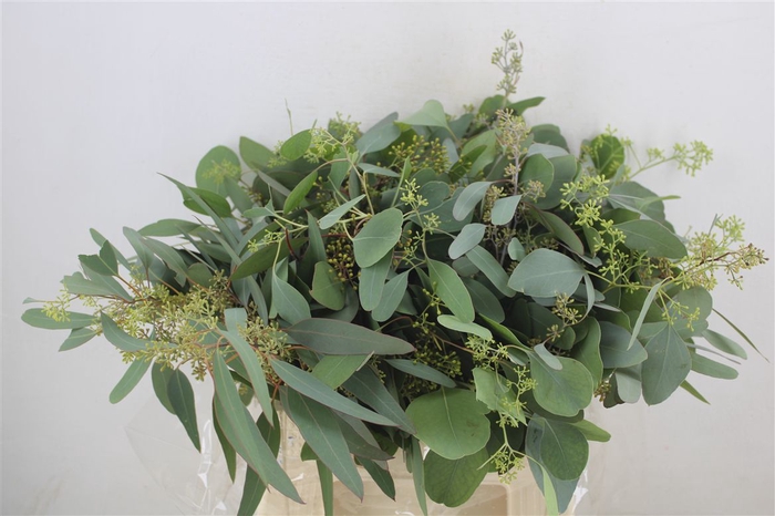 <h4>Euca Populus Berry Short 150gr P Bunch</h4>