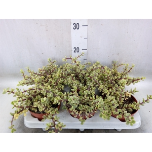 Portulacaria afra 'Variegata'