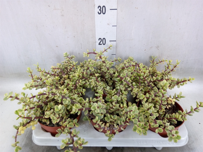 <h4>Portulacaria afra 'Variegata'</h4>