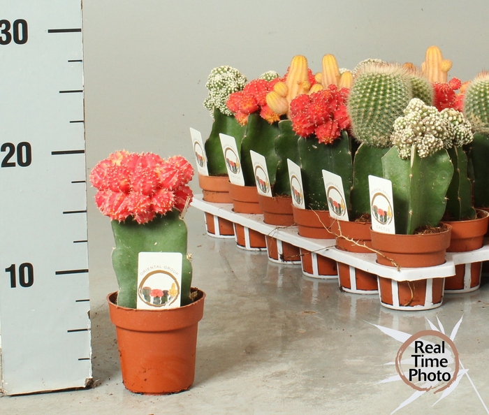 <h4>CACTUS GEM</h4>
