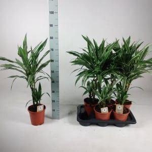<h4>Dracaena fr de 'Warneckei'</h4>