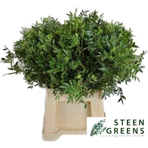 <h4>PISTA OV BLAD chambre</h4>