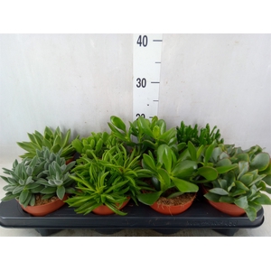 Succulents   ...mix 6