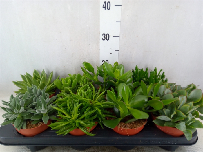 <h4>Succulents   ...mix 6</h4>