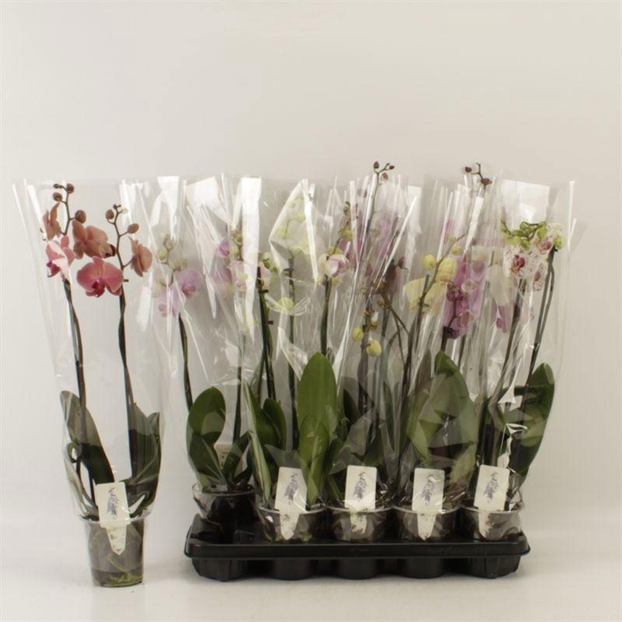 <h4>PHAL GEM 6 KL</h4>