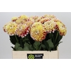 Dahlia Jowey Fantasy