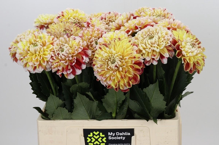 Dahlia Jowey Fantasy