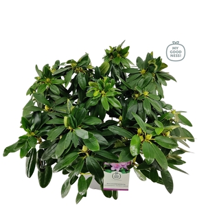 Rhododendron hybr. 'Catabiense Grandifl.' C5 40-50