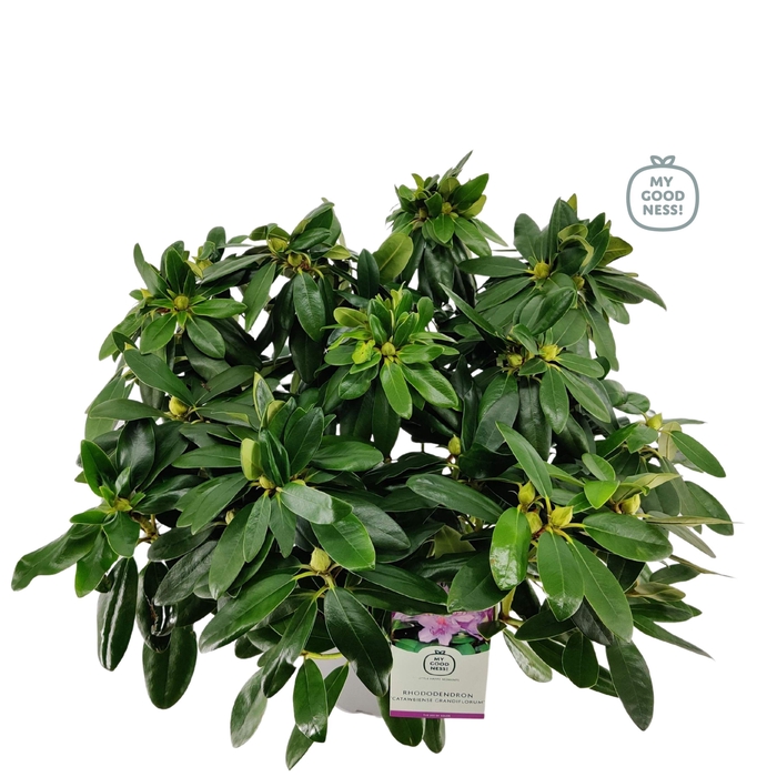 <h4>Rhododendron hybr. 'Catabiense Grandifl.' C5 40-50</h4>
