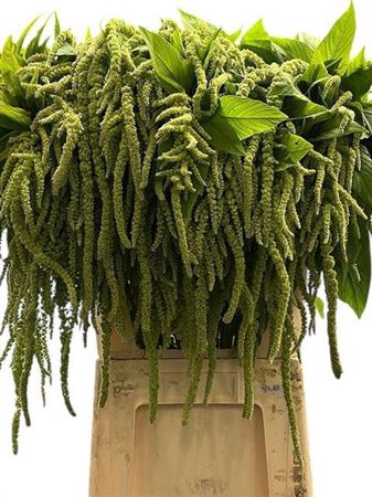 <h4>Amar Ca Green Pearls</h4>