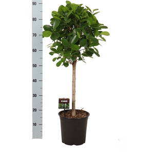 Ficus microcarpa 'Moclame'