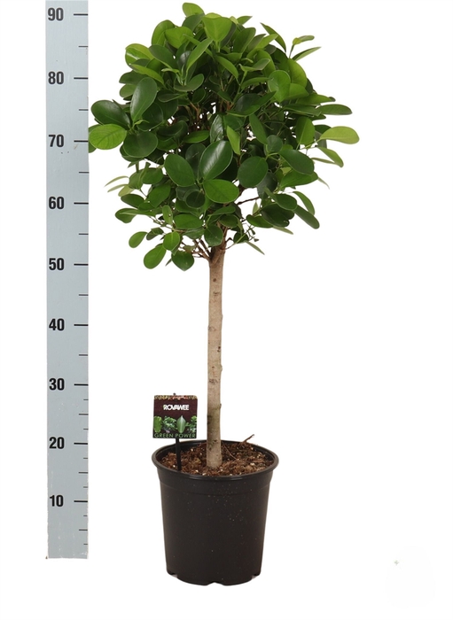 <h4>Ficus microcarpa 'Moclame'</h4>