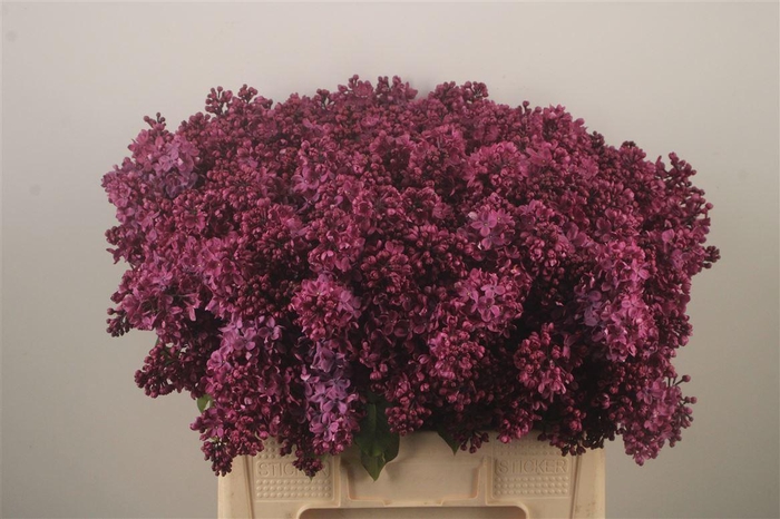 <h4>Syringa Per Bos Purple</h4>