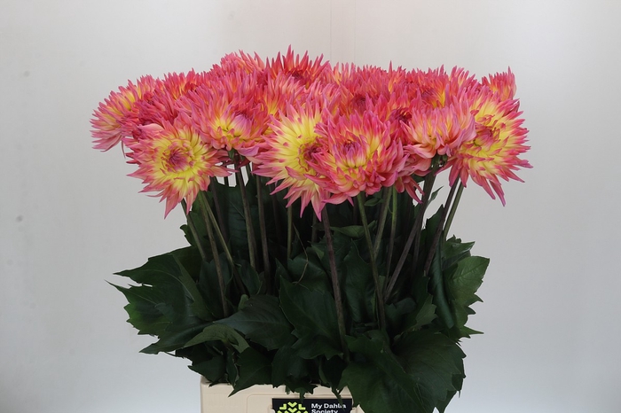 <h4>Dahlia Karma Sangria</h4>