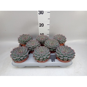 Echeveria  'Hercules'