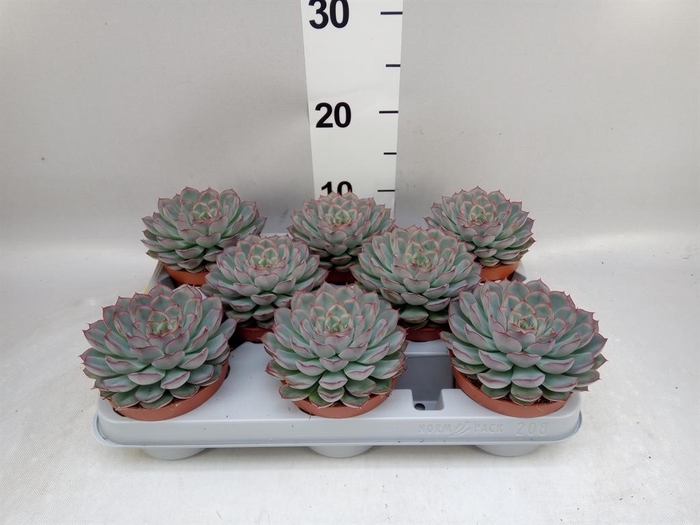 <h4>Echeveria 'Hercules'</h4>