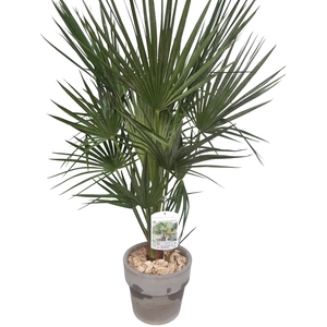 Arr.   Tuinplanten H%
